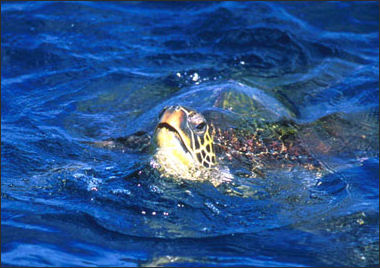 20110307-NOAA turtle turtle.jpg